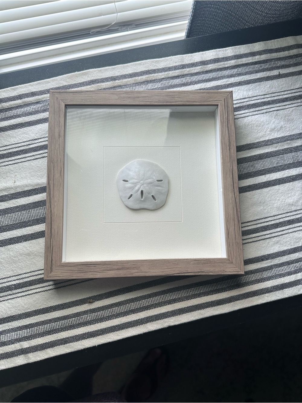 Framed Sand Dollar Wall Art - White and Natural Wood